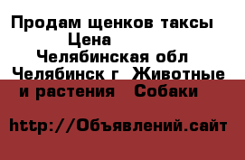 Продам щенков таксы. › Цена ­ 2 500 - Челябинская обл., Челябинск г. Животные и растения » Собаки   